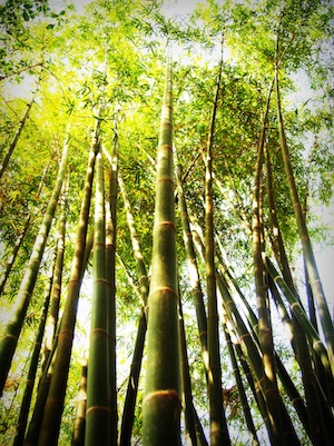 Bambuszahnbürsten für frischen Atem?